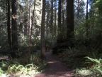 Damnation Creek Trail