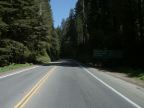 Redwood Forest