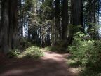 Lady Bird Johnson Grove