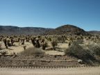 Cholla Gardens