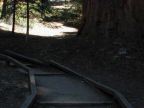 Lost Grove