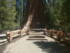 General Sherman Tree
